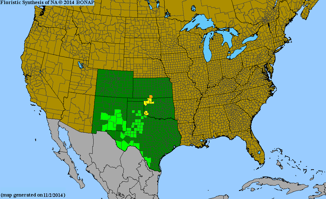 County distribution map of Haploesthes greggii var. texana - False Broomweed